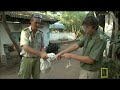 worlds largest spitting cobra