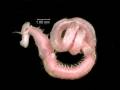videos de Paranormal and strange creatures