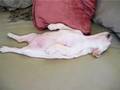 Puppy-or-chicken-You