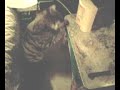 stealin\ stealin\