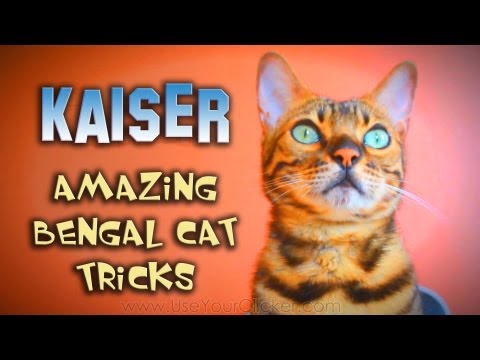 how to train bengal cats