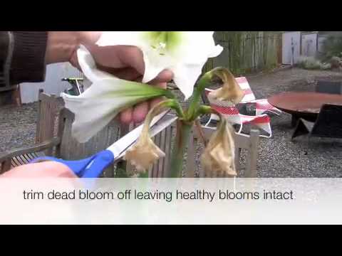 how to transplant amaryllis plants