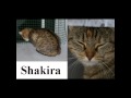 RIP Shakira ~ BSB Shattered