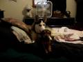 Max,Mia,and Puppy