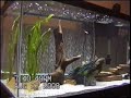 Pike cichlids feeding #2