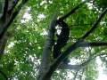 climbing trees and other ingenious stuff