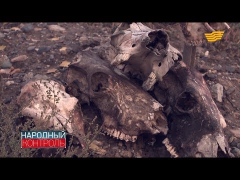 Стихийный скотомогильник может угрожать здоровью жителям Усть-Каменогорска