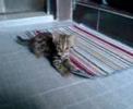 LEOPARD CAT +