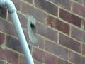 videos de Sparrow Wall.avi