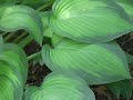 Hostas: Sun & Slopes (HostasDirect, Inc.) Hostas: Sun & Slopes (HostasDirect, Inc.)