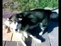 husky  and malamute playing