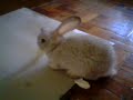QUEENNIE!the rabbit