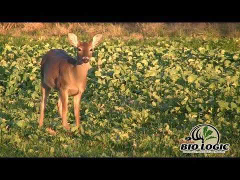 how to fertilize food plots