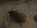 Huge fking insect