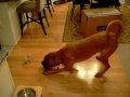 Bloodhound