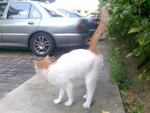 Cat Pee