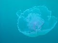 Diving Sharm el Sheikh Diving Sharm el Sheikh
