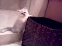 Oreo the cat...