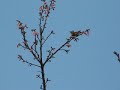 Cherry blossom season has started Amami-oshima 奄美　新春　桜にメジロ