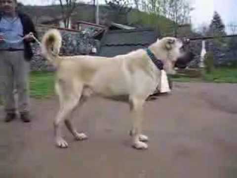 kangal dog - Kangal dogs came from turkey they live in sivas.Some stupid pkk kurds make videos on youtube and say that the kangals are kurdish dogs but that isnt true the...