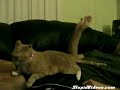 Ce chat est tr�s r�actif quand on lui gratte le bas du dos