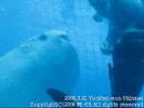 ??????????Whale Shark in fish preserve (Yomitan-son Okinawa)