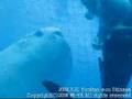 近いぞジンベエザメ!Whale Shark in fish preserve (Yomitan-son Okinawa)