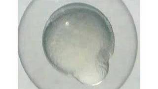 Zebrafish development timelapse