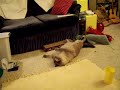 Kitty and cat nip Kitty and cat nip