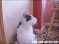 SlipCat