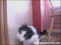 SlipCat