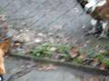videos de French Bulldog meets vulture Französische Bulldogge trifft einen Geier im Zoo Hannover