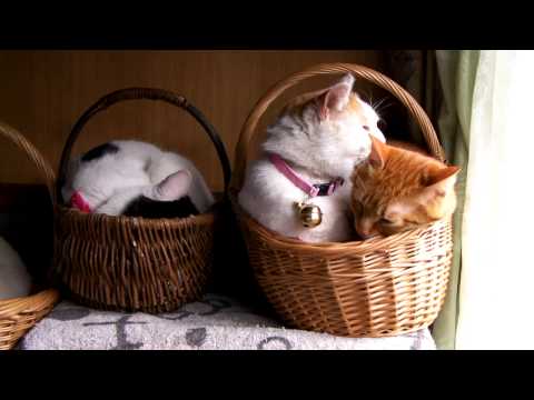 「[ネコ]カゴの中でお互いの毛づくろいする2匹の猫ちゃん」のイメージ