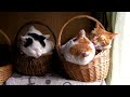 [ネコ]カゴの中でお互いの毛づくろいする2匹の猫ちゃんのサムネイル1
