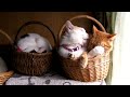 [ネコ]カゴの中でお互いの毛づくろいする2匹の猫ちゃんのサムネイル2
