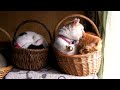 [ネコ]カゴの中でお互いの毛づくろいする2匹の猫ちゃんのサムネイル3