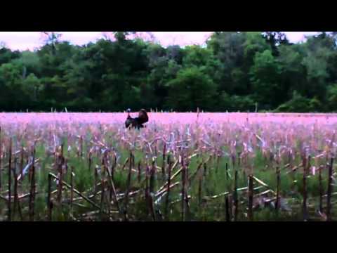 2012 Illinois Turkey Hunt