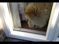 2010-05-25 | Chow chow rampage (1) ~> My chow is killing a bee thing ()