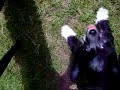 Diamond Pups3