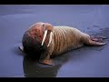 The Beatles - I am the Walrus