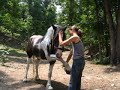 Horse tricks bowing and shaking hands Horse tricks bowing and shaking hands