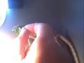 Attempting To Feed Beardie Greens....He's Full