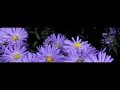 Bee flying and landing at 1200 fps
