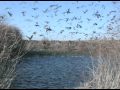 Late Season Mallards