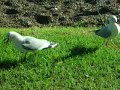 seagull anger