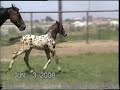 German Chocklate, Appaloosa warmblood colt, For Sale