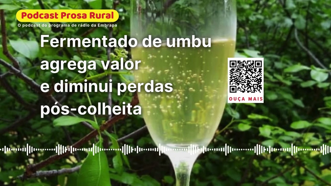 Fermentado de umbu agrega valor e diminui perdas pós-colheita