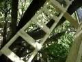 Best Treehouse with Ropebridge and Zipline amazing View Video