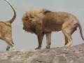 Lion Mating
