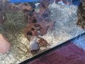 Hamster und Katze 1 Hamster und Katze 1